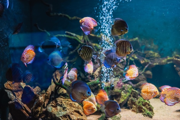 Kolorowe ryby z pędów Symphysodon discus w akwarium Zbliżenie na dorosłe ryby