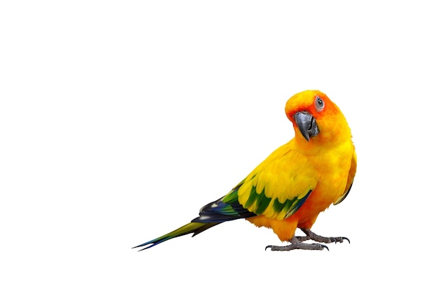 Kolorowe Sun Conure papuga samodzielnie na białym tle Ścieżka przycinająca