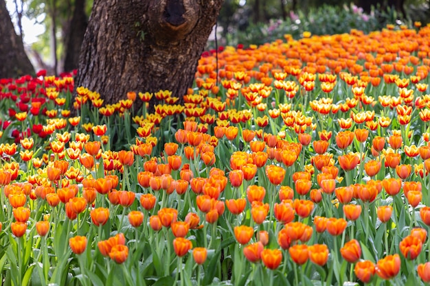 Kolorowe tulipany kwitną w wietrzny wiosenny dzień.