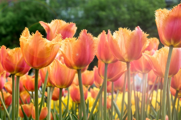 Kolorowe tulipany kwitnące w ogrodzie