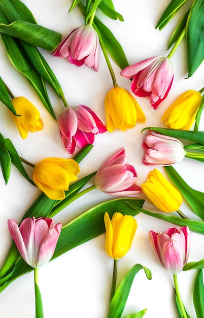 Kolorowe Tulipany Naturalne Są Ułożone Na Białym Tle. Wiosenny Układ Flatlay