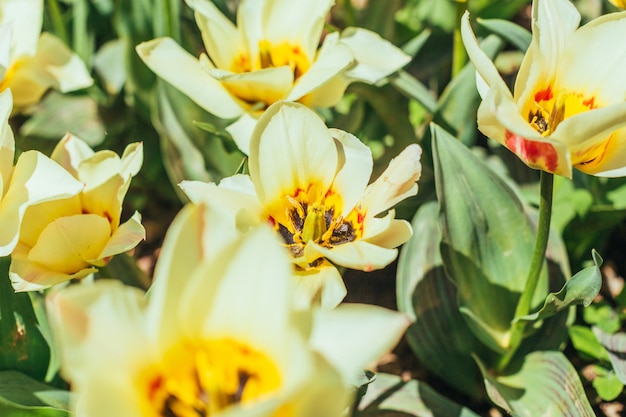 Kolorowe tulipany, tulipany na wiosnę