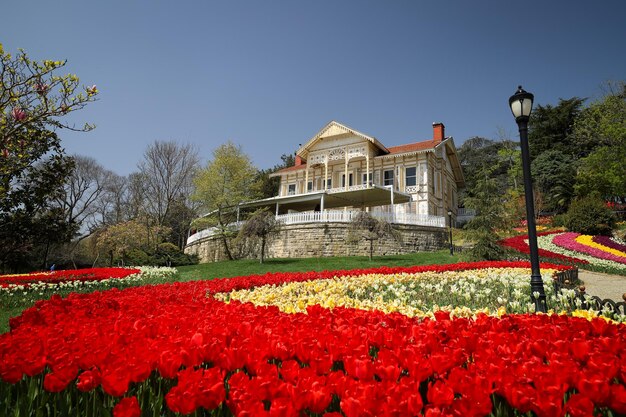 Kolorowe tulipany w Emirgan Park Istanbul Turcja