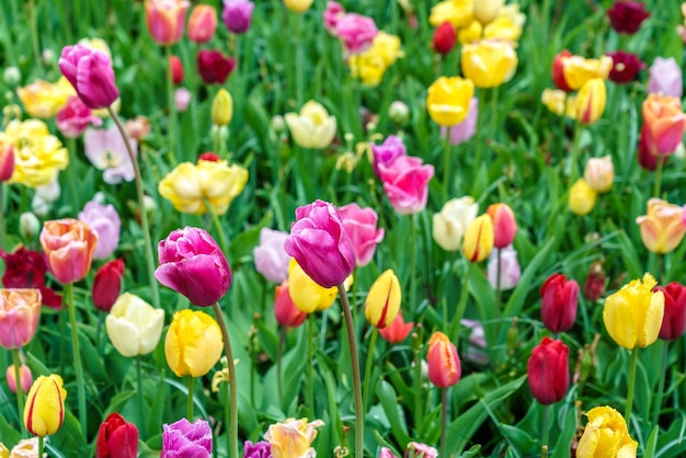 Kolorowe Tulipany W Keukenhof, Holandia