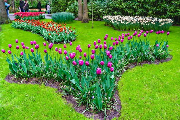 Kolorowe tulipany w Keukenhof, Holandia