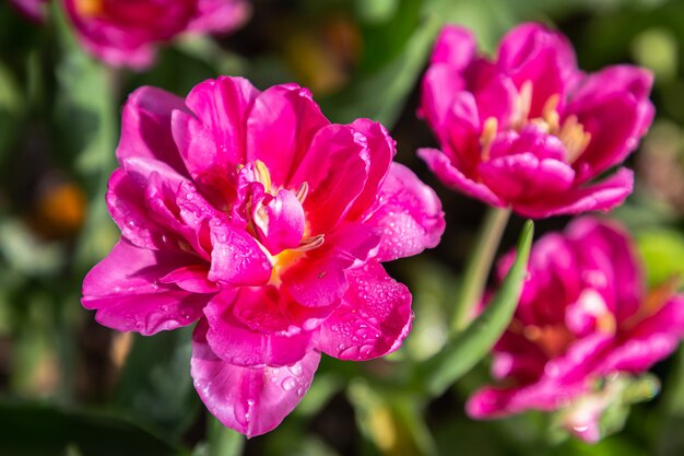 Kolorowe tulipany w wietrzny wiosenny dzień.