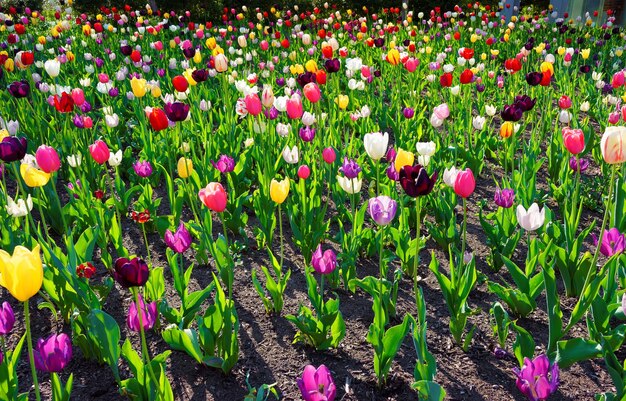 Kolorowe ukwiecone łóżko z tulipanami w centrum Filadelfii, Pensylwania, USA.