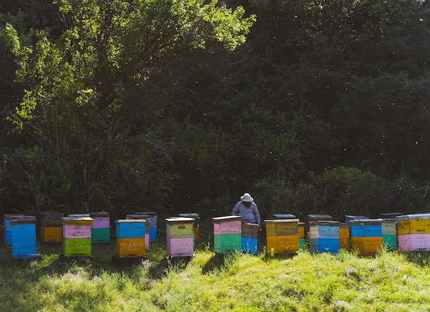 Zdjęcie kolorowe ule i pszczelarz zdobywający miód
