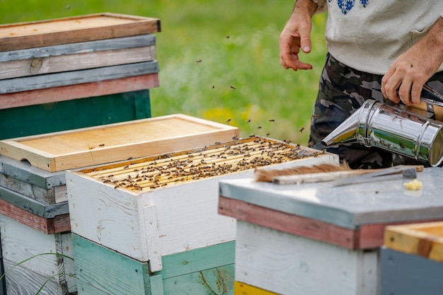 Kolorowe ule pszczół na łące w lecie. Ule w pasiece z pszczołami latającymi do desek do lądowania. Pszczelarstwo. Palacz pszczół w rękach.