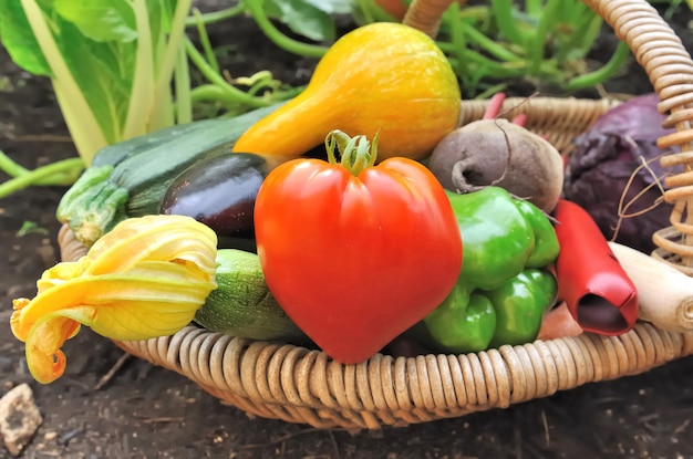 Kolorowe warzywa w koszyku