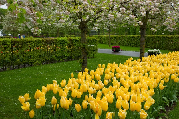 Kolorowe wiosenne kwiaty i kwitnące w holenderskim ogrodzie Keukenhof w Holandii