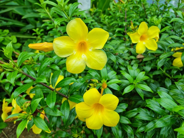 Kolorowe żółte kwiaty Allamanda Allamanda pospolita Złota trąbka Złota trąbka winorośli