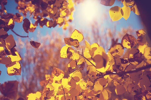 Kolorowe żółte liście w sezonie jesiennym. Strzał z bliska. Nadaje się do obrazu tła.