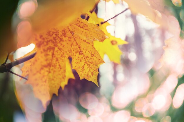 Kolorowe żółte liście w sezonie jesiennym. Strzał z bliska. Nadaje się do obrazu tła.