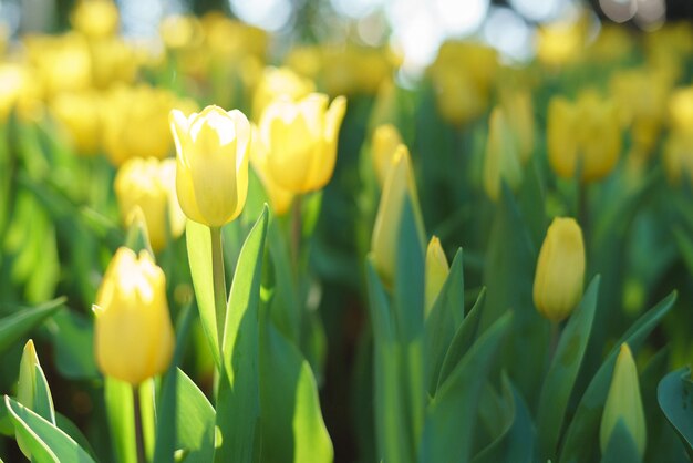 Kolorowe żółte tulipany