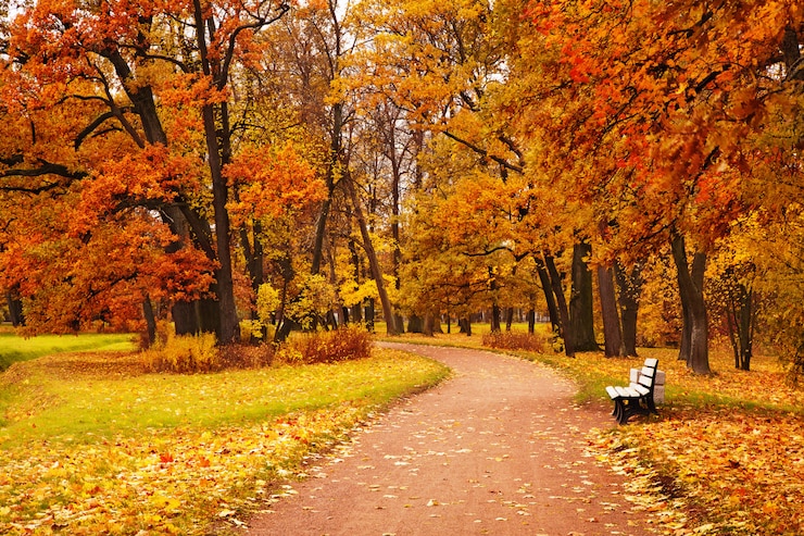 Zdjęcie kolorowi jesieni drzewa w parku