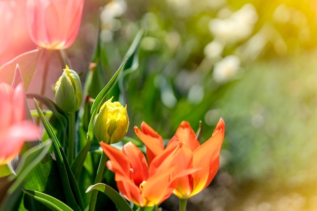 Kolorowi tulipany w ogródzie