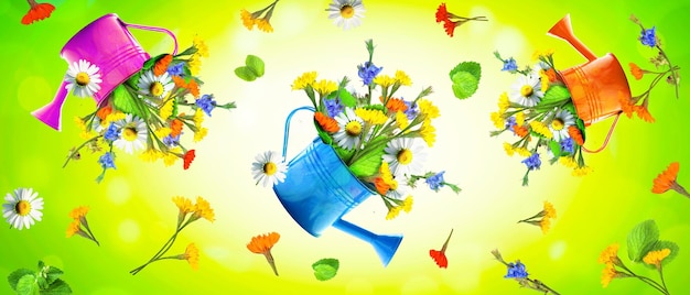 Kolorowy bukiet dzikich kwiatów w konewce Koncepcja wiosny i ogrodnictwa