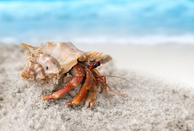 Kolorowy eremita krab na plaży.