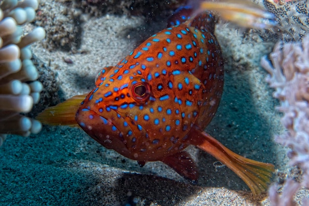 Zdjęcie kolorowy grouper odizolowany na czarnym