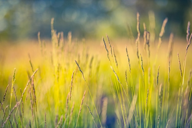 Kolorowy jasny żywy jesień trawa łąka pole, niewyraźne las krajobraz. Abstrakcyjna jesień natura