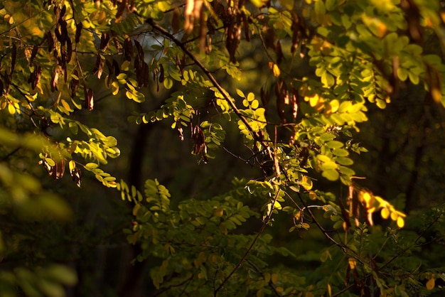Kolorowy jesienny krajobraz jasne jesienne liście na drzewie żółte i zielone tło kolory selektywne focus bokeh rozmyte tło