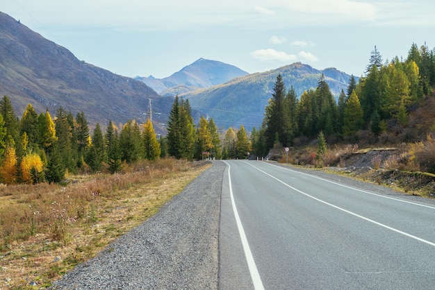 Kolorowy Jesienny Krajobraz Z Modrzewiami Z żółtymi Gałęziami Wzdłuż Górskiej Autostrady. Las Iglasty Z żółtymi Modrzewiami Wzdłuż Górskiej Drogi W Jesiennych Kolorach. Autostrada W Górach W Czasie Jesieni.