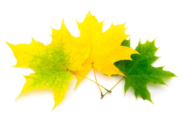 Kolorowy jesienny liść klonu
