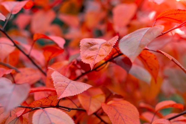 Kolorowy jesienny tło z czerwonymi liśćmi zamyka up.