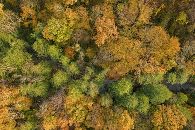 Kolorowy jesienny widok na góry Kaukazu. Wspaniały widok na żółte drzewa. Widok z dołu.