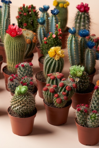 Kolorowy kaktus z kwiatami w brązowej doniczce. Powierzchnia kolekcji kwitnących kaktusów, zbliżenie,