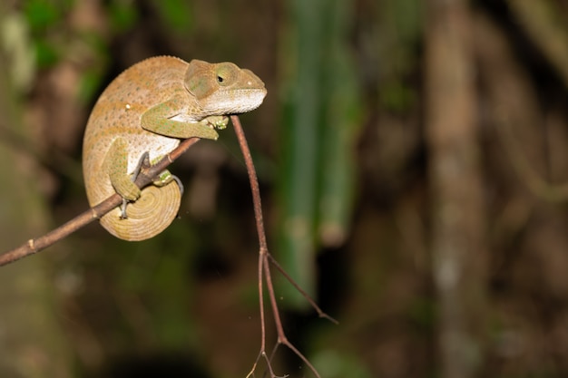 Zdjęcie kolorowy kameleon z bliska w lesie deszczowym na madagaskarze.