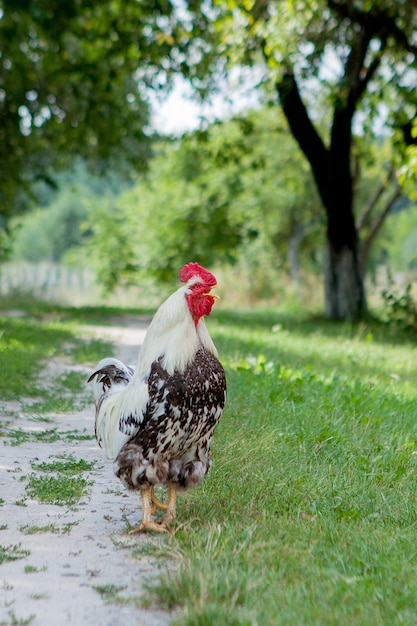 Kolorowy Kogut Na Farmiepiękne Koguty Spacerujące Po Ulicykoncepcja Ekologiczna Wioski