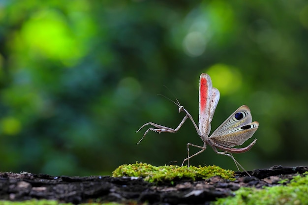 Kolorowy konik polny "Modliszka przedkopulacyjna" spacerujący po lesie.