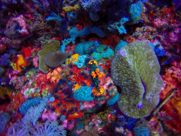 Zdjęcie kolorowy koral w morzu