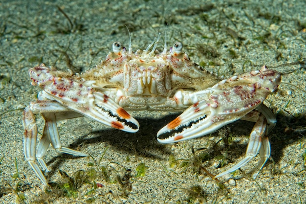 Kolorowy krab pustelnik