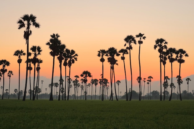 Kolorowy krajobraz zachodu słońca z sylwetkami palm cukrowych na polu ryżowym