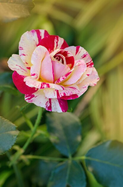 Kolorowy krzew róż Camille Pissarro w ogrodzie