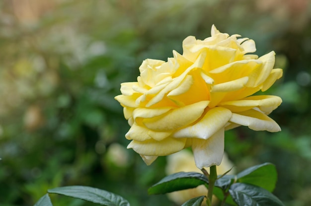Kolorowy kwiat róży Piękny krzew żółtych róż
