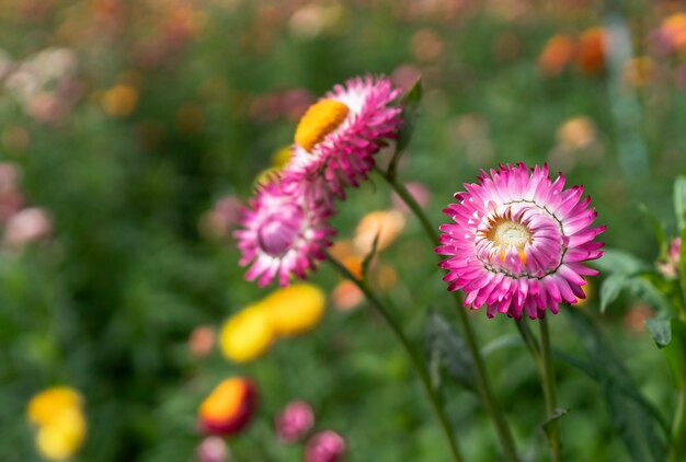 Kolorowy kwiat słomy kwitnący w ogrodzie