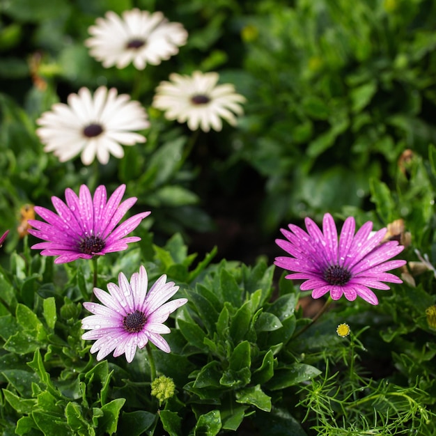 Kolorowy kwiat stokrotki osteospermum z kroplą wody w ogrodzie