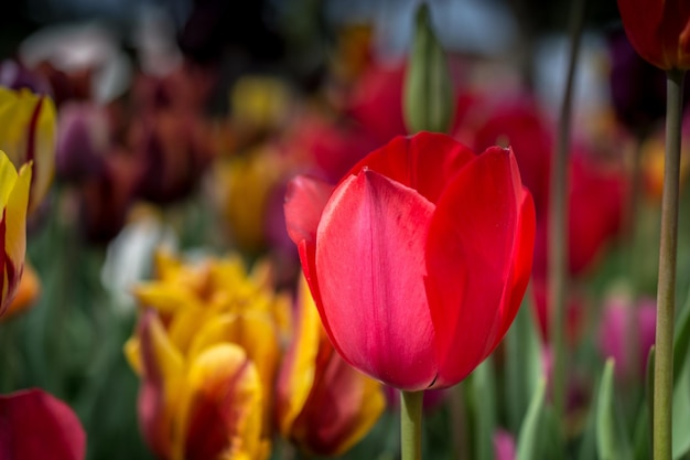 Kolorowy kwiat tulipana w ogrodzie