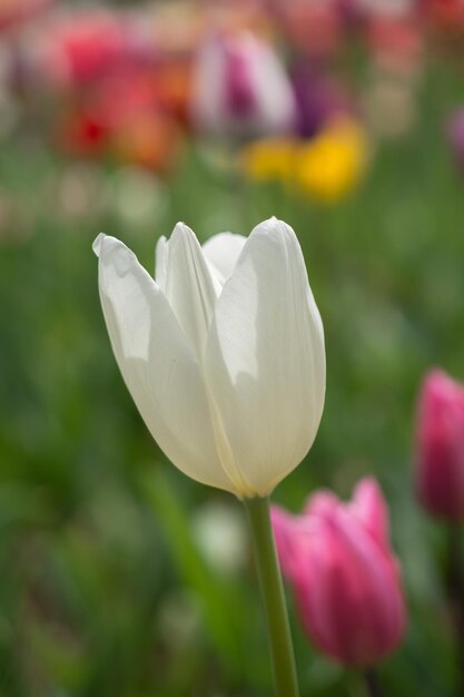 Kolorowy kwiat tulipana w ogrodzie