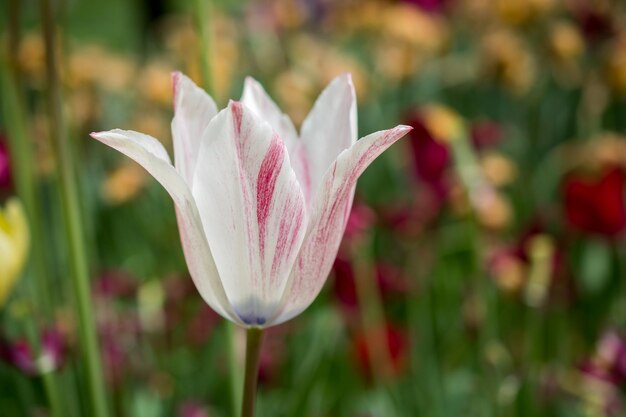 Kolorowy kwiat tulipana w ogrodzie