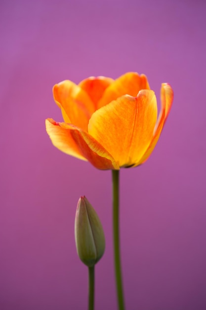 Kolorowy kwiat tulipana z kolorowym tłem