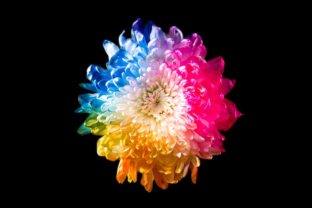 Kolorowy kwiat
