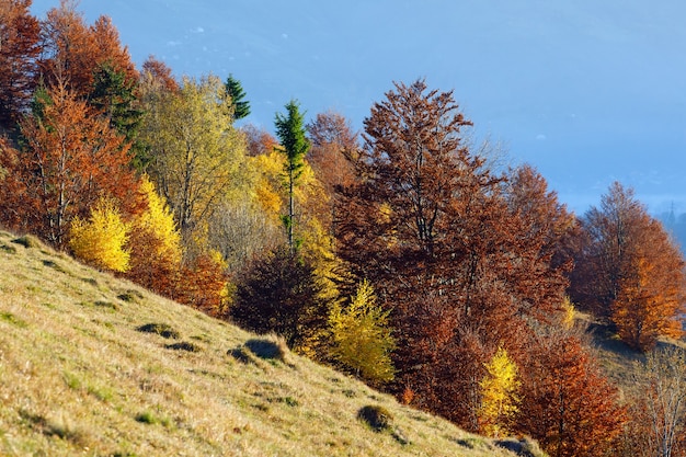 Kolorowy las na zboczu jesienią góry.