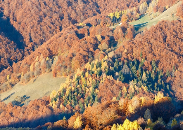 Kolorowy las na zboczu jesienią mglista góra.