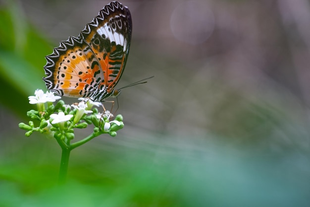 Kolorowy motyl na białym kwitnącym kwiecie w lesie