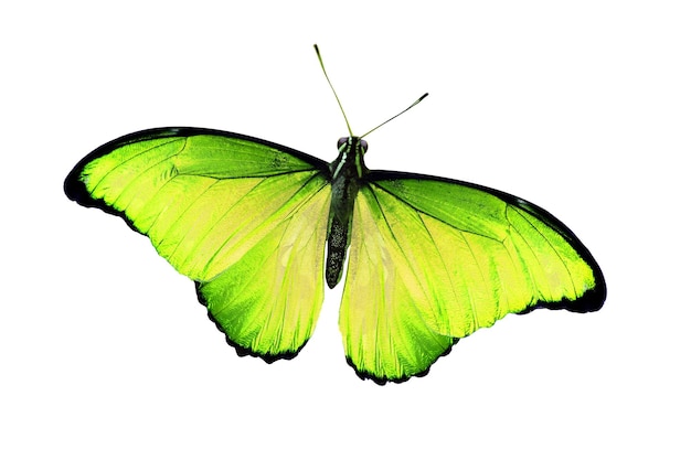 Kolorowy motyl na białym tle. Zdjęcie wysokiej jakości